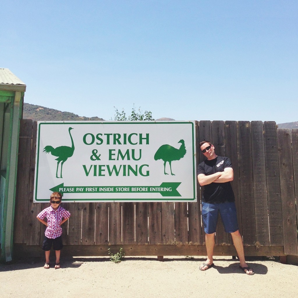 ostrich farm